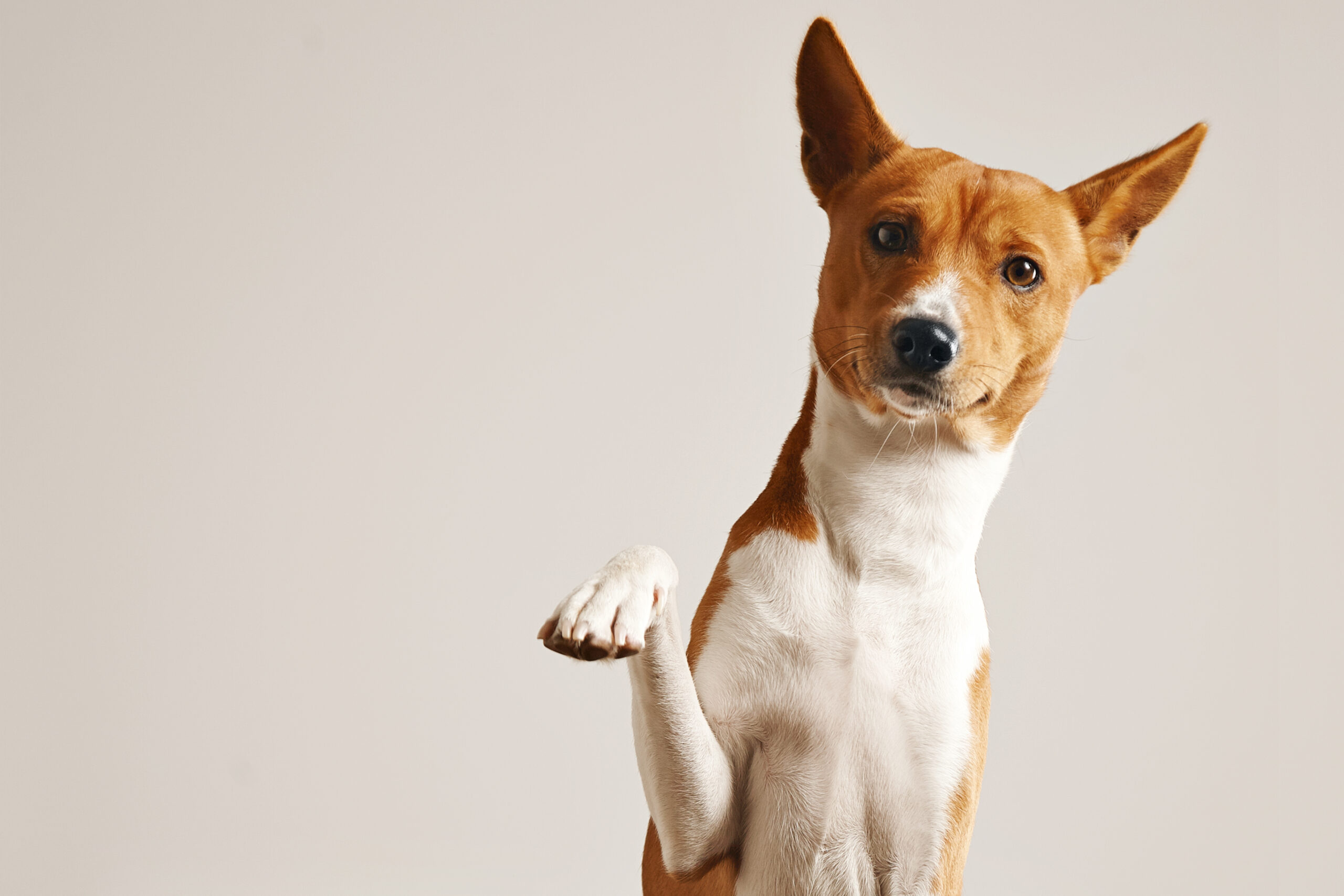A receita da felicidade canina: Guia completo para o bem-estar do seu cachorro