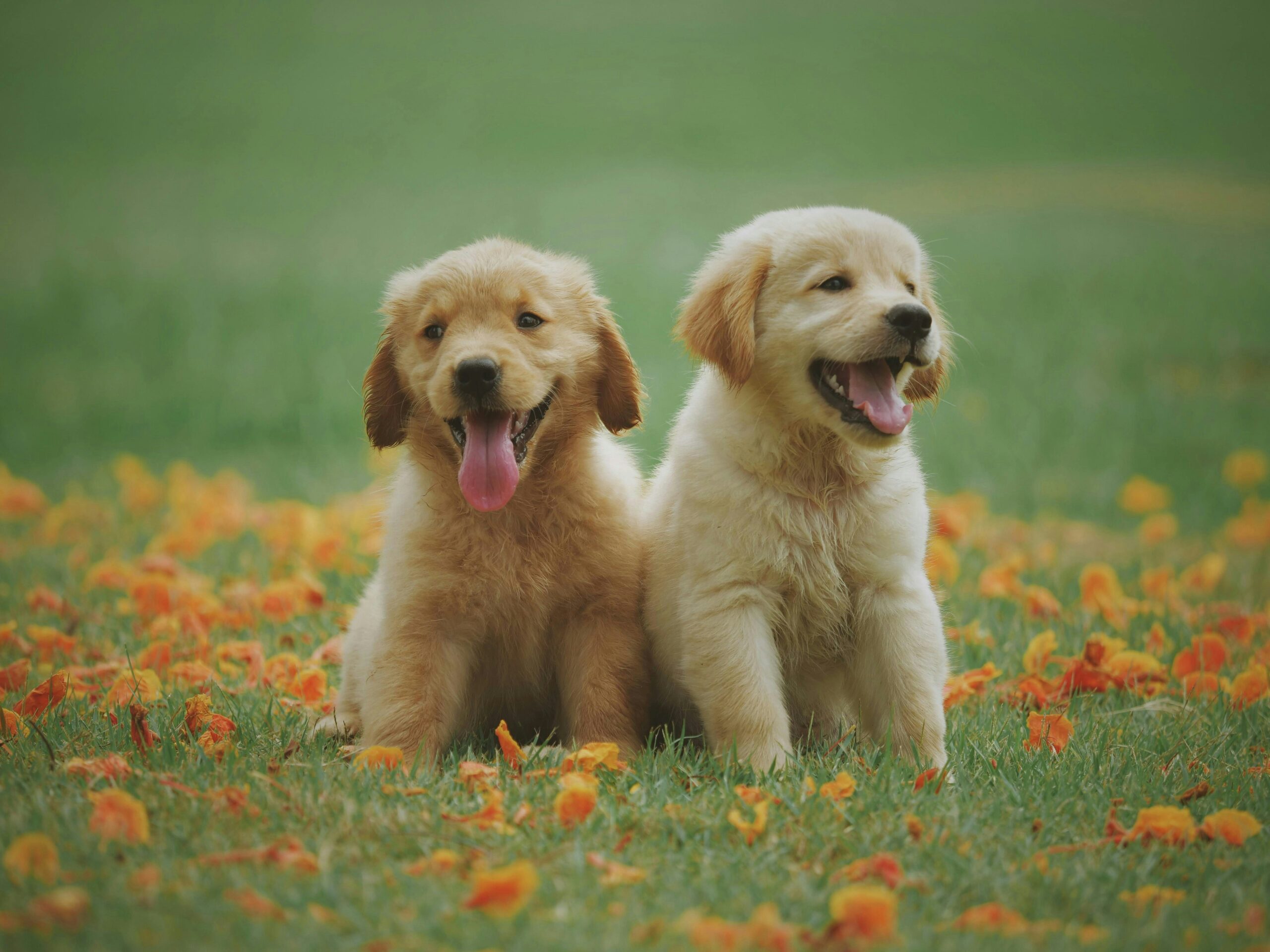 A Arte da Socialização Canina: Como Apresentar Cães de Forma Segura e Positiva