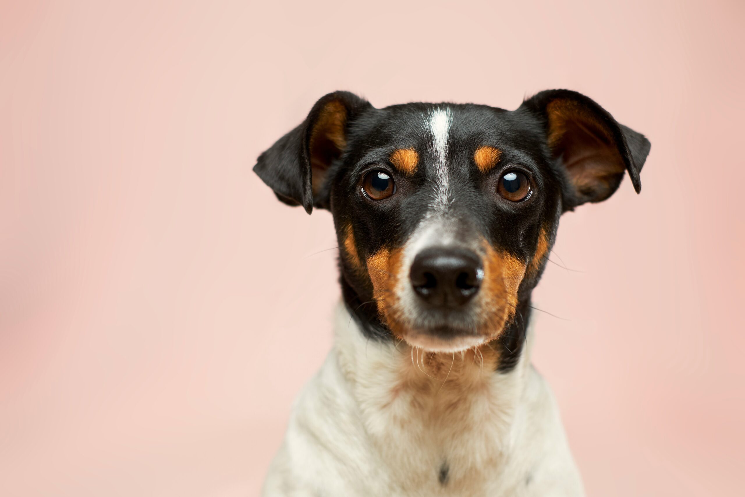 Guia Definitivo para Cuidar e Adestrar o Seu Cão: Dicas Essenciais para uma Vida Saudável e Feliz